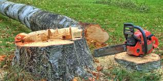 Best Storm Damage Tree Cleanup  in Ilchester, MD
