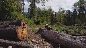 Best Stump Grinding and Removal  in Ilchester, MD