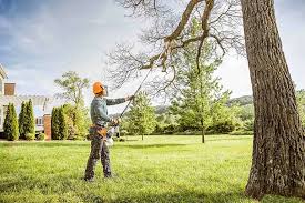 Best Fruit Tree Pruning  in Ilchester, MD