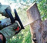 Best Tree and Shrub Care  in Ilchester, MD