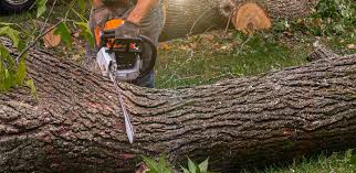 Best Palm Tree Trimming  in Ilchester, MD