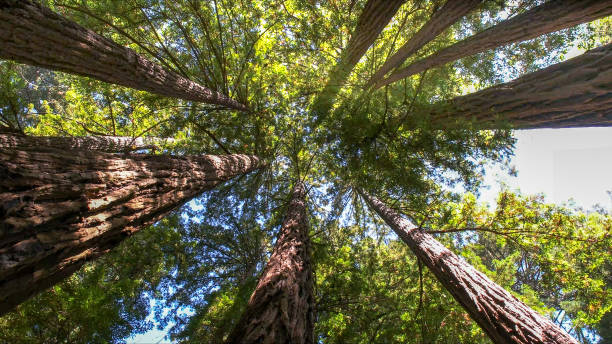 Best Hazardous Tree Removal  in Ilchester, MD