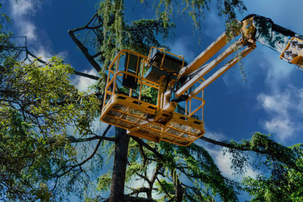 Reliable Ilchester, MD Tree Removal Solutions
