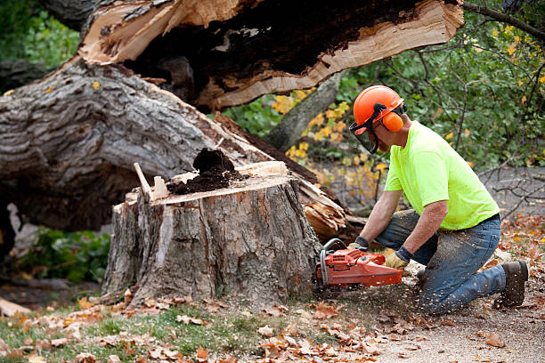 Best Commercial Tree Services  in Ilchester, MD