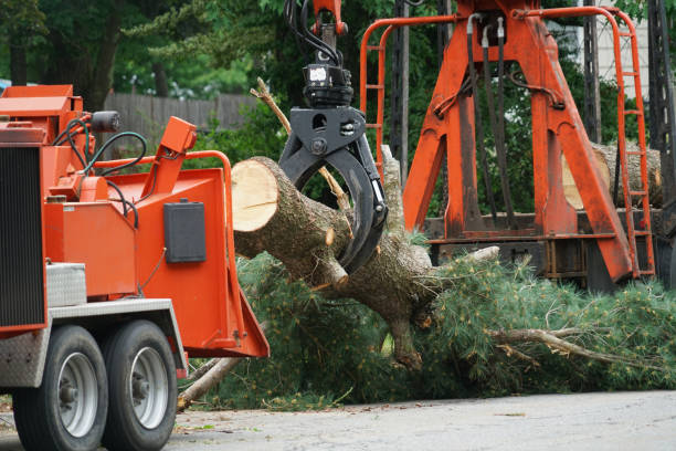 Best Tree Preservation Services  in Ilchester, MD