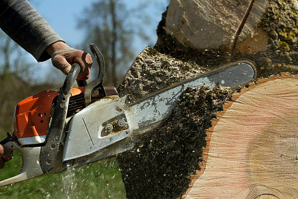 Best Aeration Services  in Ilchester, MD