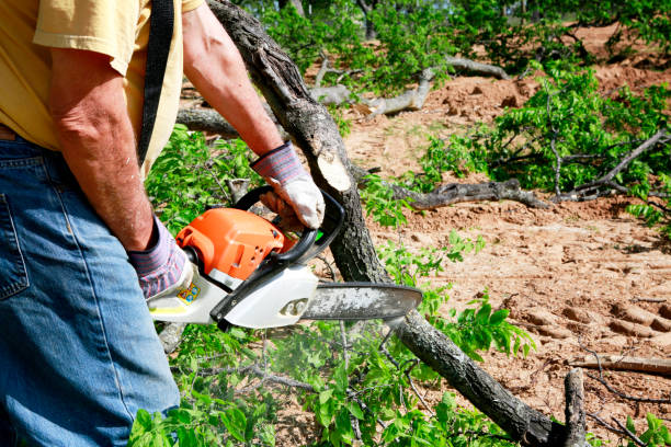 Best Tree Health Inspection  in Ilchester, MD